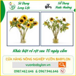 Khác-biệt-khi-sử-dụng-long-life