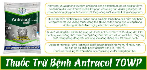 Ưu-điểm-thuốc-trừ-bệnh-Antracol-70WP