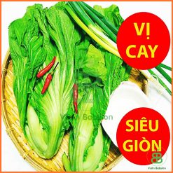 Hạt Giống Cải Bẹ Dưa Cao Sản 10Gr Siêu Giòn