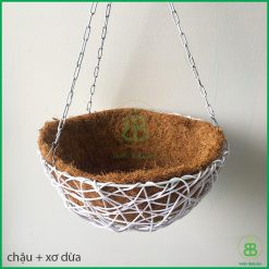 chậu xơ dừa treo cây cảnh