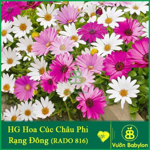 Hoa Cúc Châu Phi Nhiều Màu