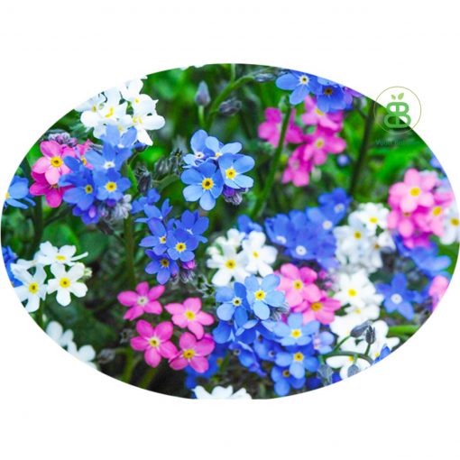 hạt giống hoa lưu ly