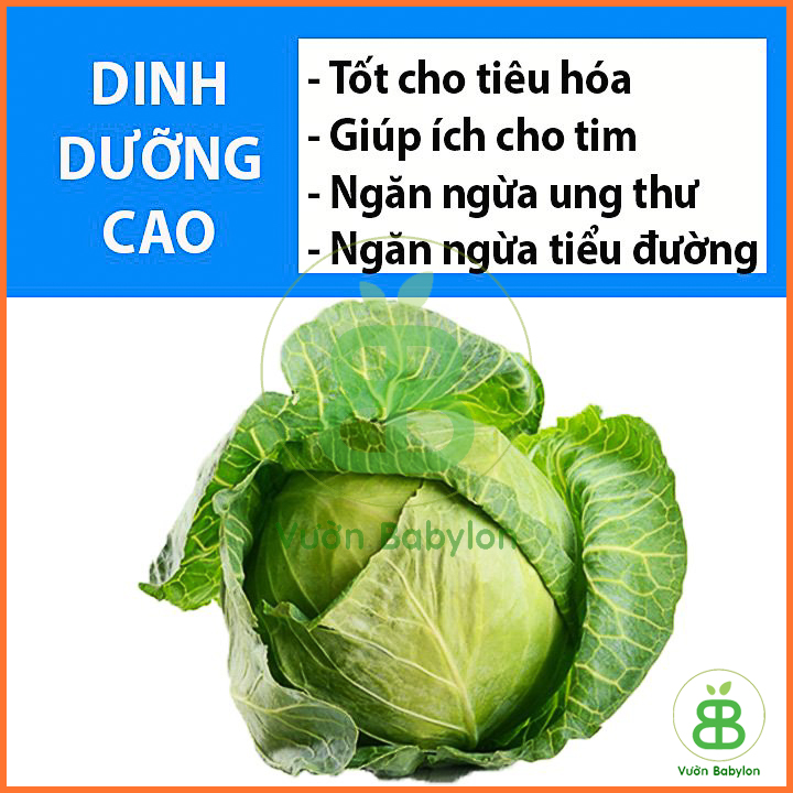 Hạt Giống Bắp Cải Xanh Lai Rado ⋆ Vườn Babylon