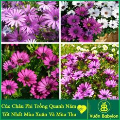 cúc châu phi nhiều màu trồng được quanh năm