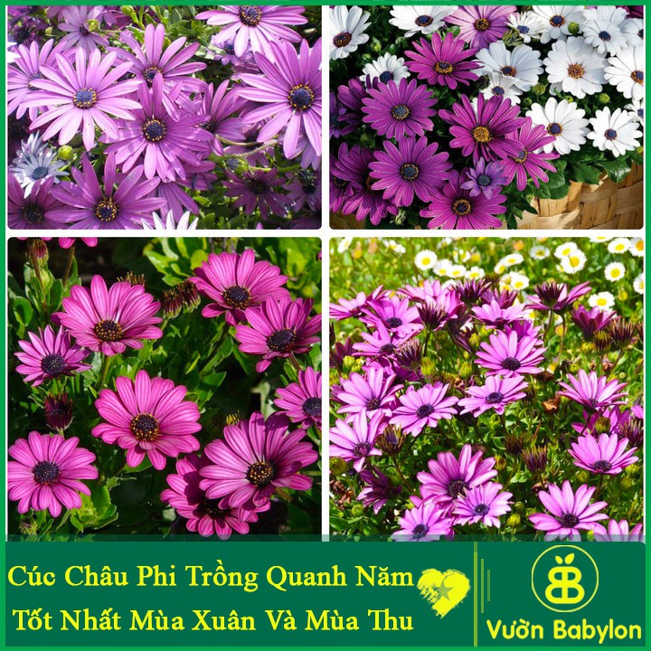 cúc châu phi nhiều màu trồng được quanh năm