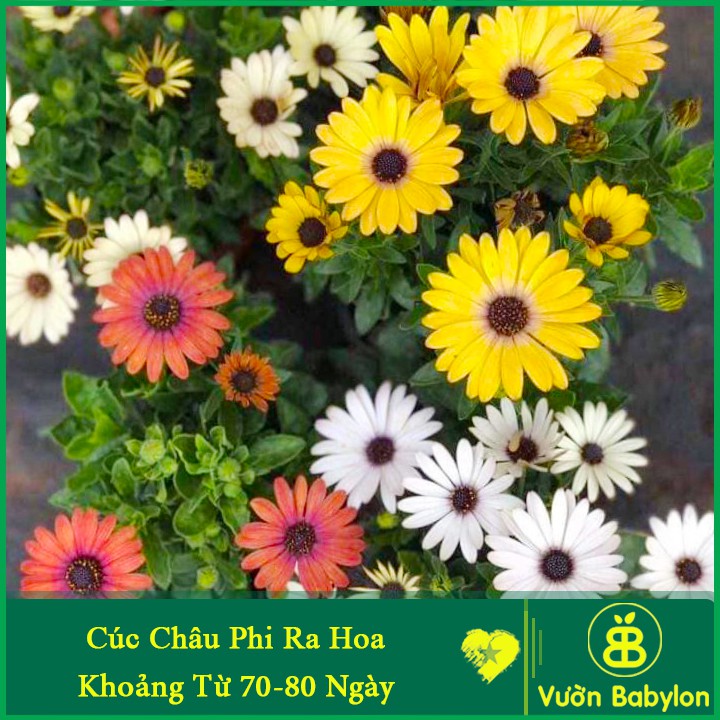 Thời gian ra hoa cúc châu phi từ 70-80 ngày