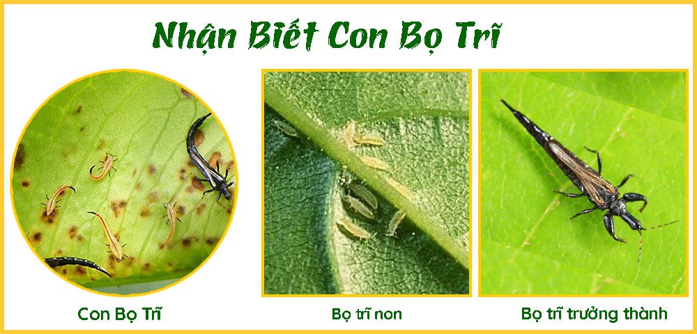 con-bọ-trĩ