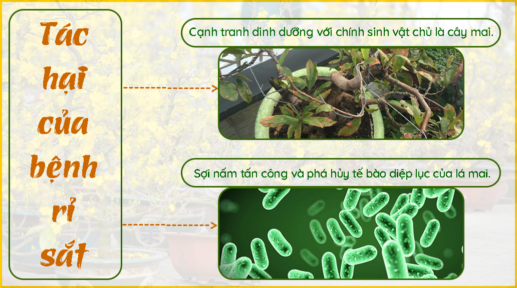 Tác-hại-của-bệnh-rỉ-sắt-lên-cây-mai-vàng