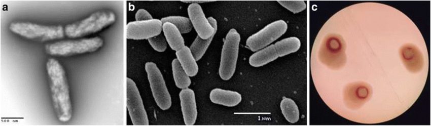 Pseudomonas solanacearum Smith