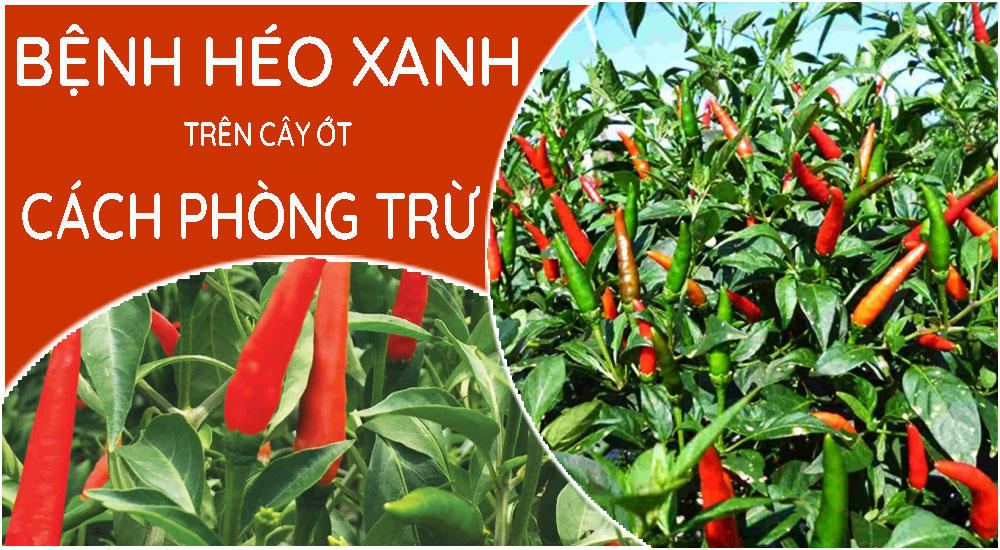 bệnh-héo-xanh-và-cách-phòng-trừ-trên-cây-ớt