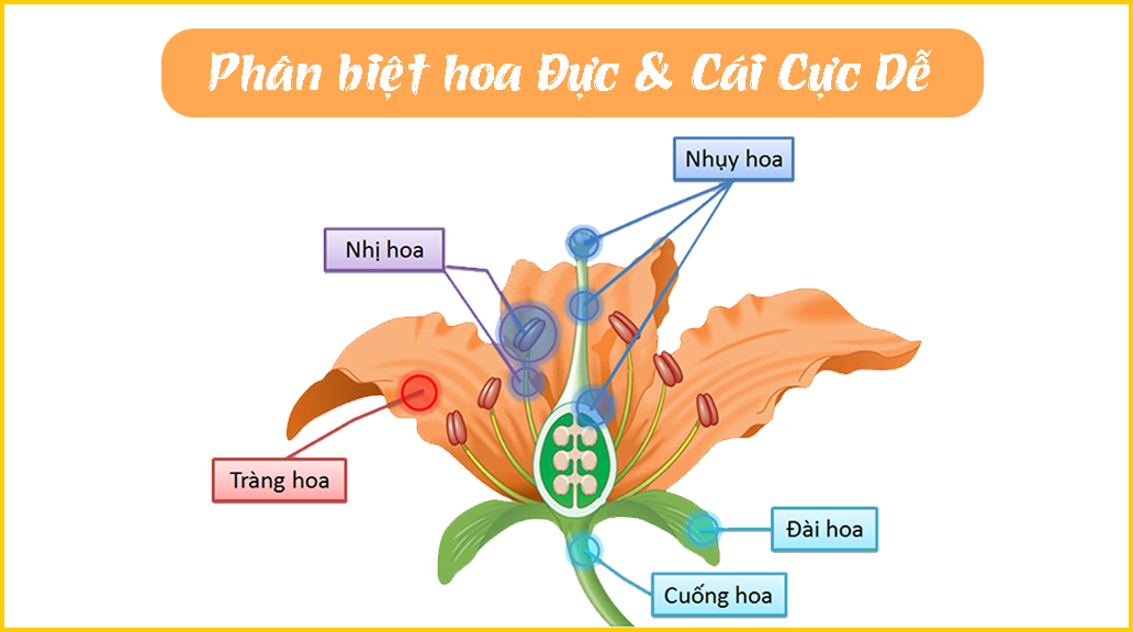 Phân-biệt-hoa-đực-và-hoa-cái