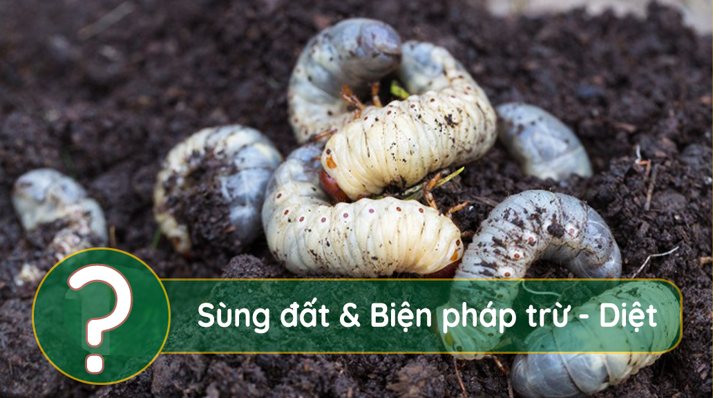 Sùng-đất-và-những-biện-pháp-phòng-trừ-và-trị-hiệu-quả-cao