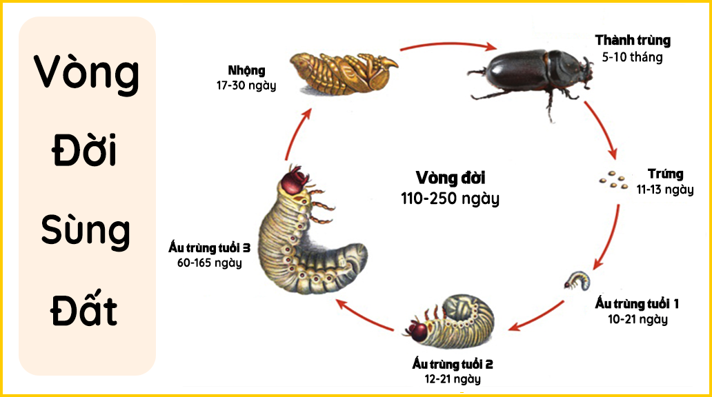 Vòng-đời-của-con-sùng-đất