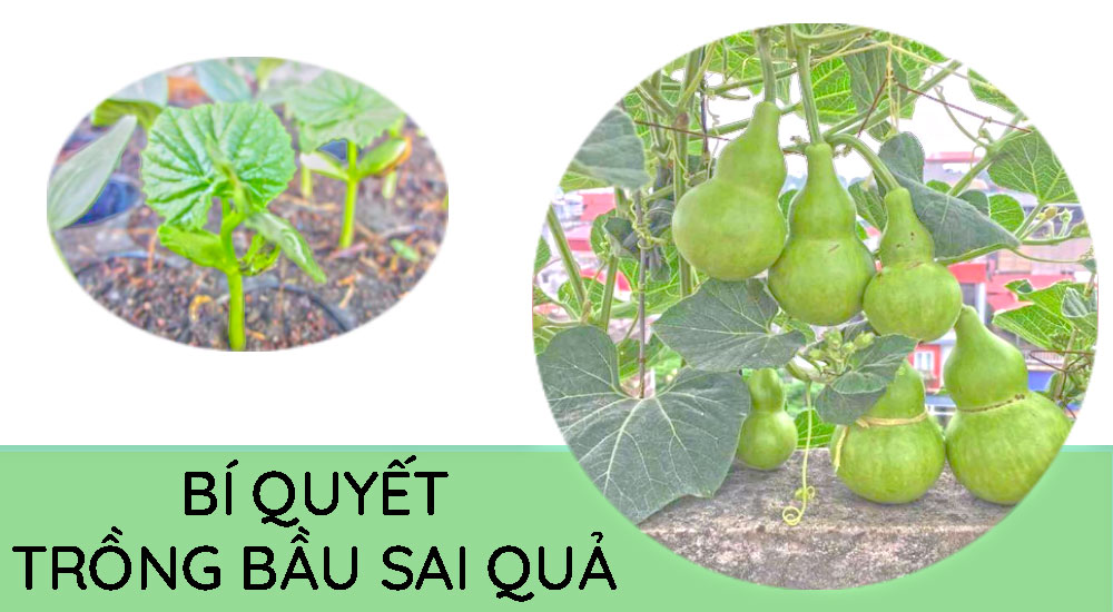 Anh Blog Bi Quyet Trong Bau