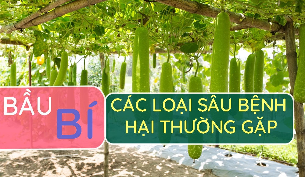 các-loại-sâu-bệnh-hại-thường-gặp-trên-bầu-bí