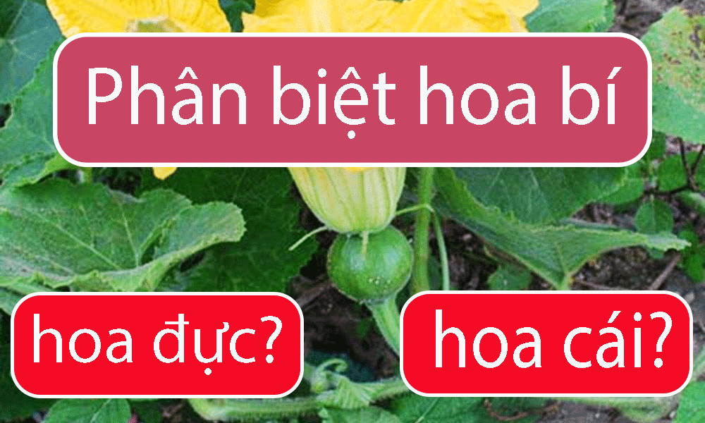 phân-biệt-hoa-bí-đực,-hoa-bí-cái