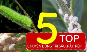 Top-5-dòng-thuốc-chuyên-trị-sâu,-rầy,-rệp