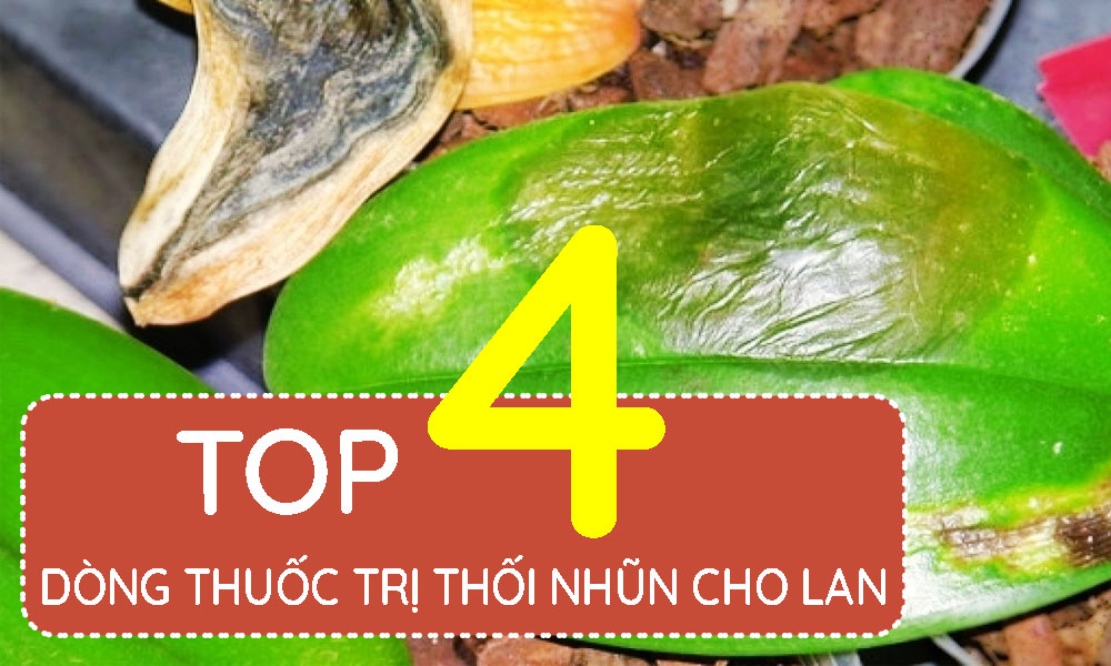 top 4 dòng thuốc trị thối nhũn cho lan