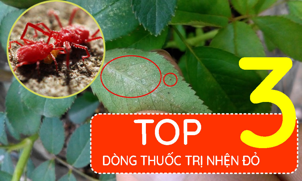 top-3-dòng-thuốc-đặc-trị-nhện-đỏ