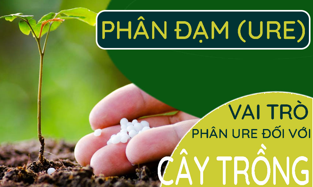 phân-ure-và-vai-trò-của-phân-đạm-đối-với-cây-trồng