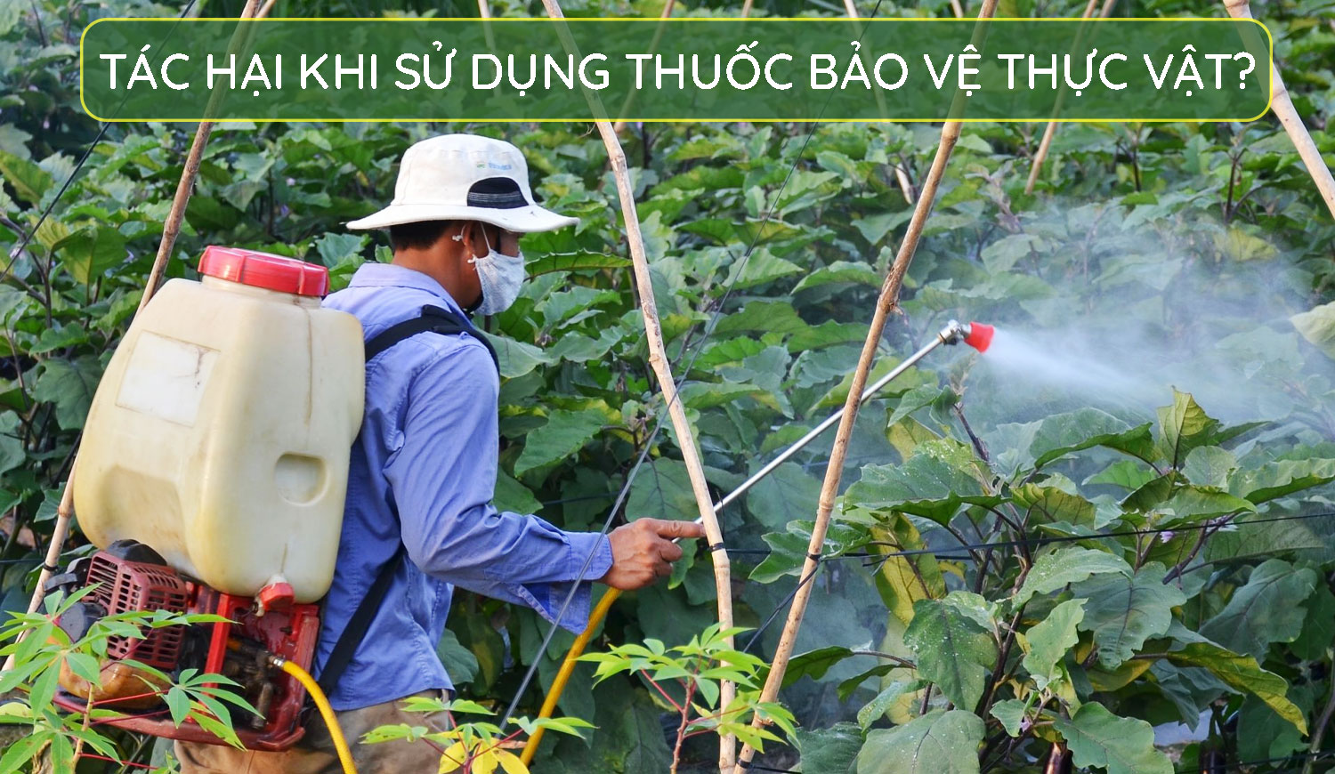 tác-hại-khi-sử-dụng-thuốc-bảo-vệ-thực-vật-quá-nhiều