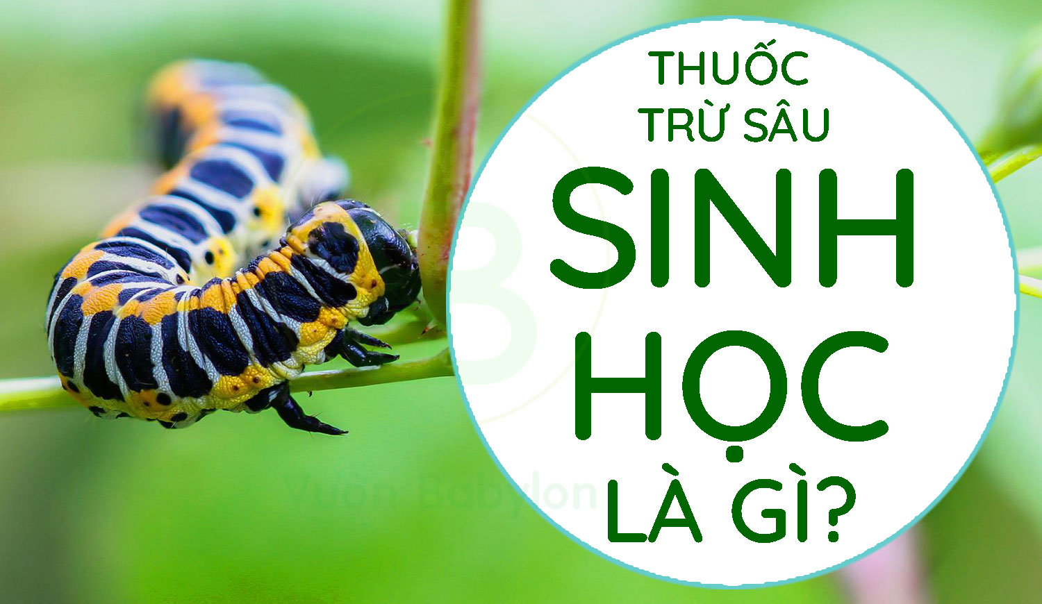 thuốc-trừ-sâu-sinh-học-là-gì