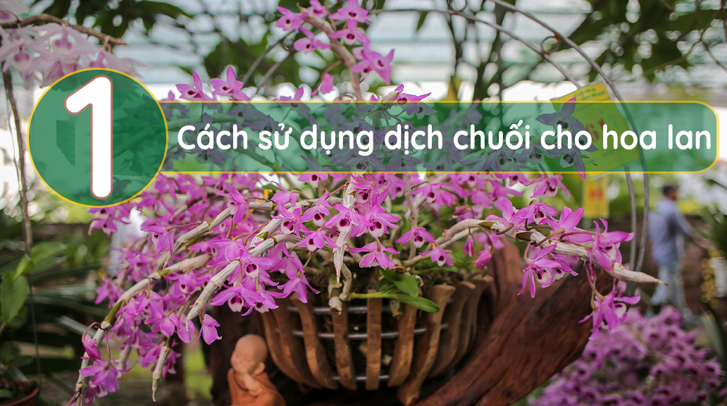 Cách-sử-dụng-dịch-chuối-cho-hoa-lan