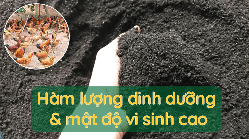 Phân-gà-có-hàm-lượng-dinh-dưỡng-và-mật-độ-vi-sinh-rất-cao