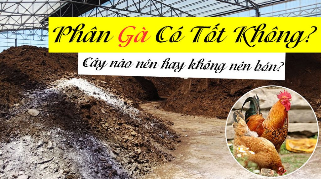 Phân-gà-có-tốt-không-và-những-cây-nào-nên-và-không-nên-bón