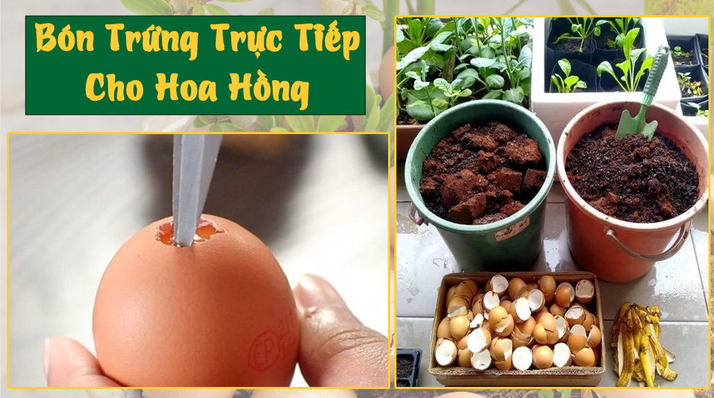 Bón trứng trực tiếp cho hoa hồng