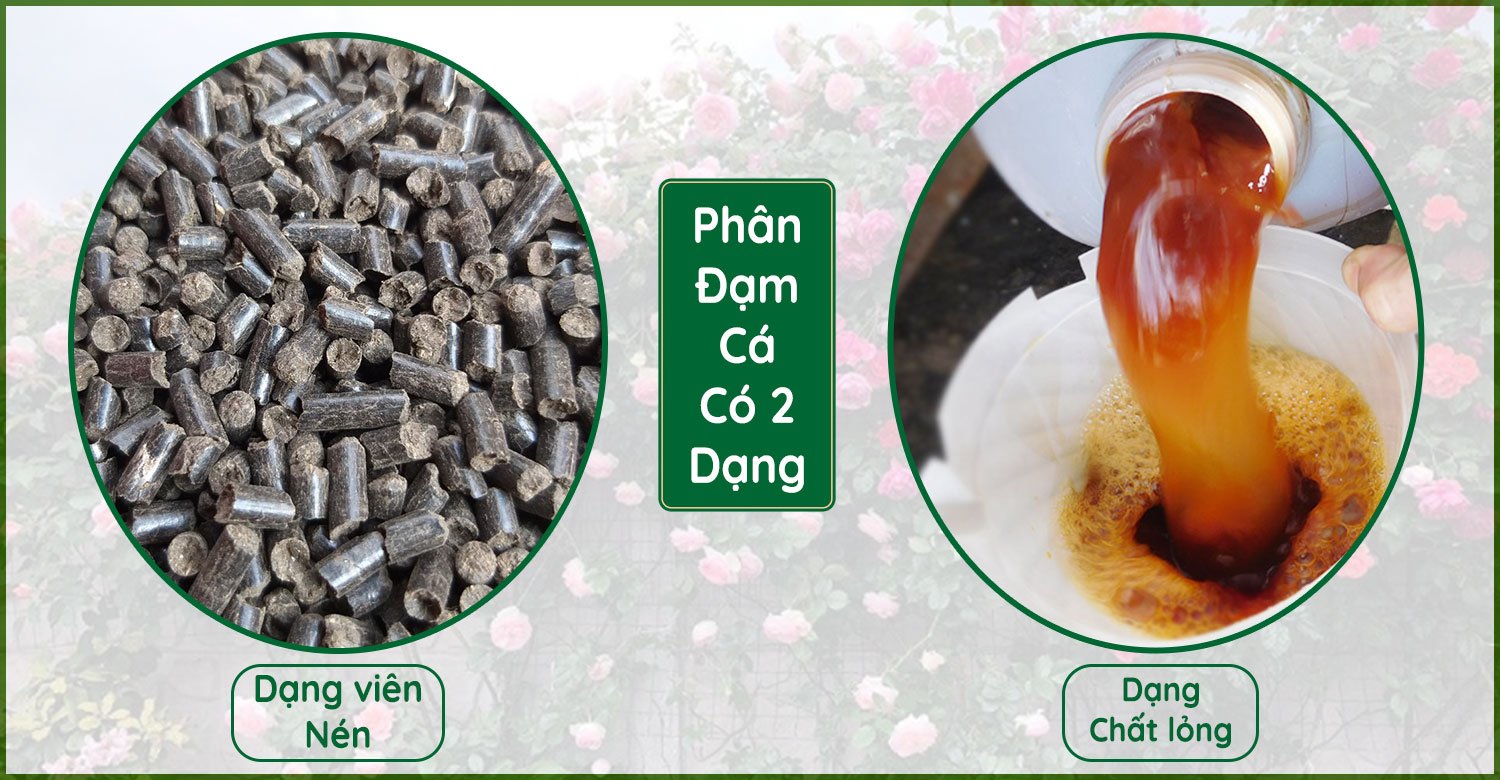 Các dạng phân đạm cá