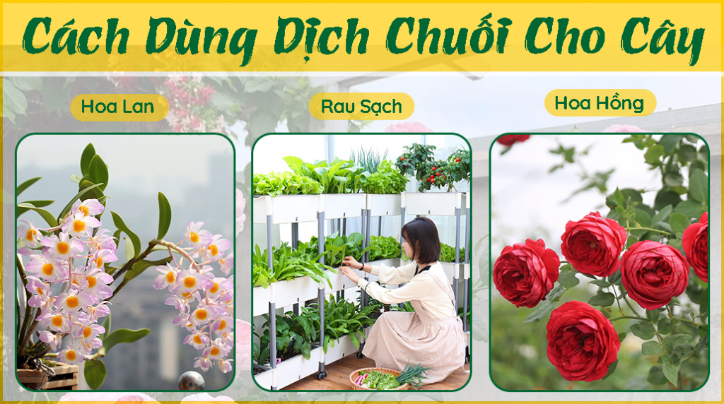 cách-dùng-dịch-chuối-tưới-hoa-lan,-hoa-hồng-và-rau-sạch