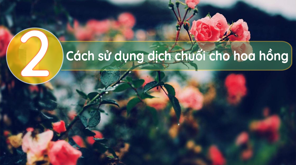 cách-sử-dụng-dịch-chuối-cho-hoa-hồng