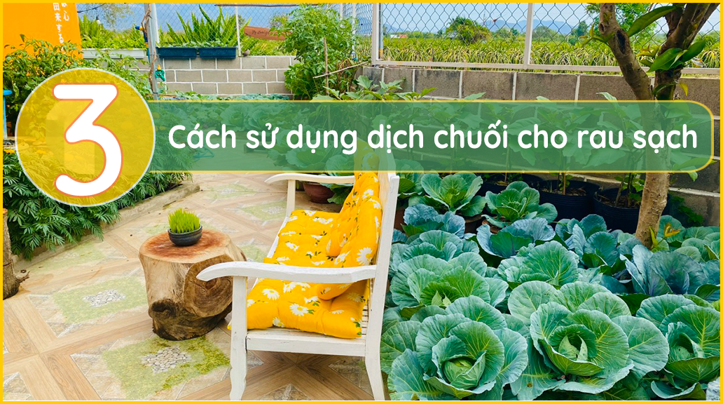 cách-sử-dụng-dịch-chuối-cho-rau-sạch