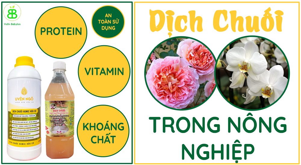 Công dụng của dịch chuối