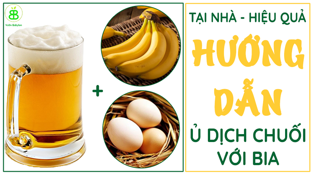 Cách Ủ Dịch Chuối Với Bia Tại Nhà Được Áp Dụng Nhiều Nhất Hiện Nay