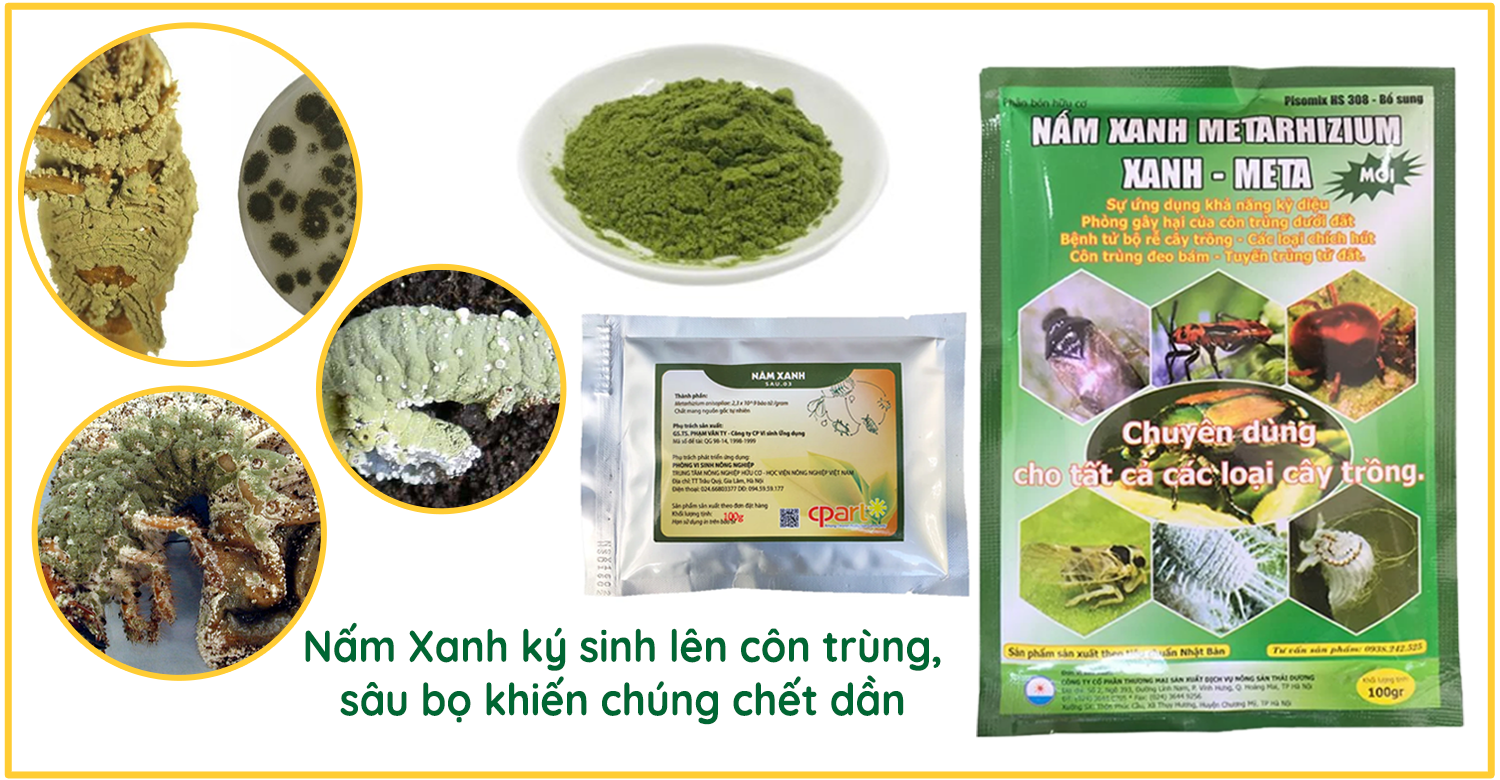 Nấm xanh ký sinh côn trùng