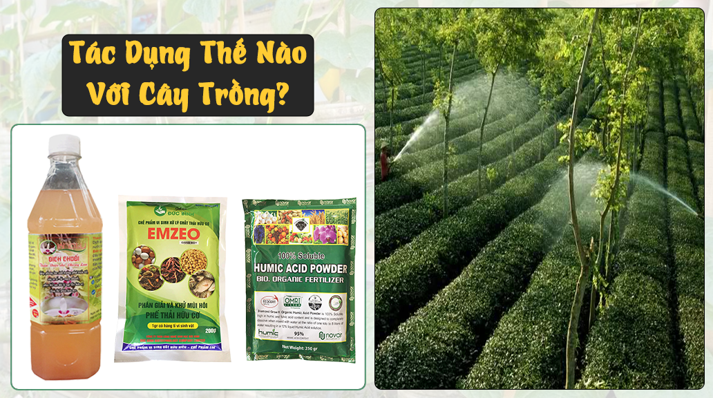 Tác dụng dịch chuối với cây trồng