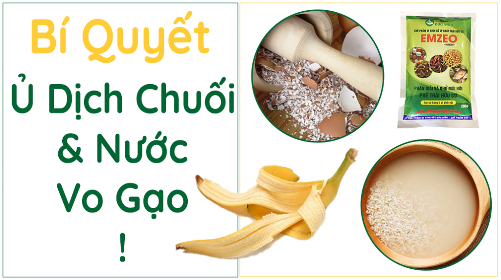 Ủ dịch chuối với nước vo gạo