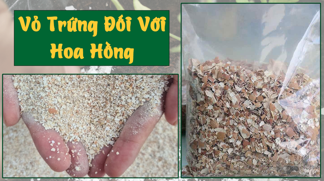 Dinh dưỡng của vỏ trứng