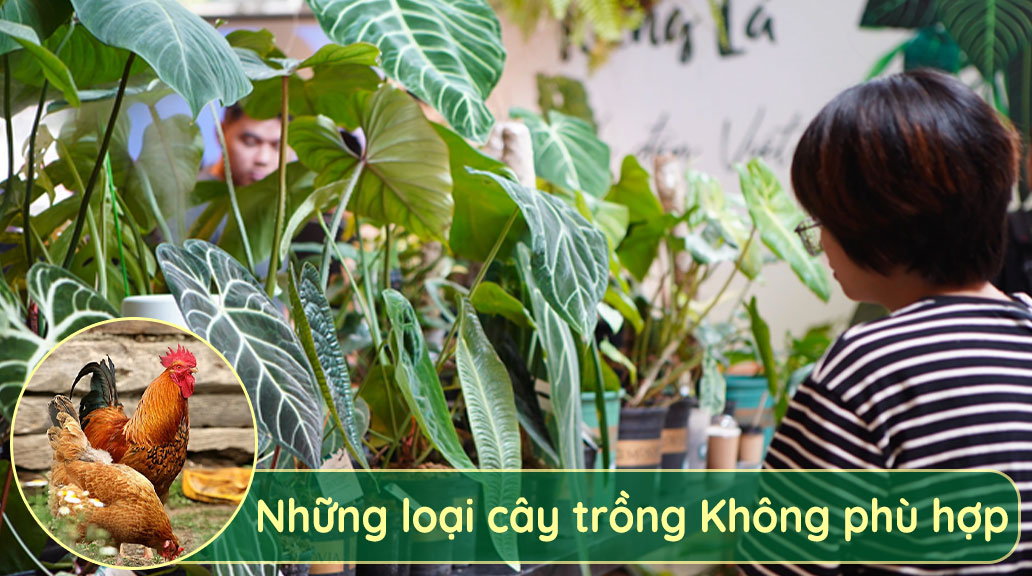 Phân-gà-không-phù-hợp-với-các-loại-cây-trồng