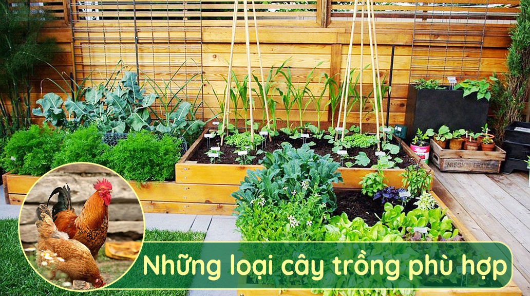 Phân-gà-phù-hợp-với-các-loại-cây-trồng-như-rau,củ,-quả...