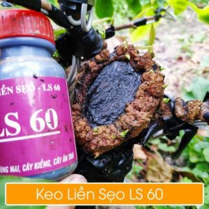 keo liền sẹo ls60 kéo sẹo trên cây mai vàng