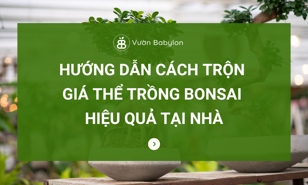 Cach Tron Gia The Trong Bonsai
