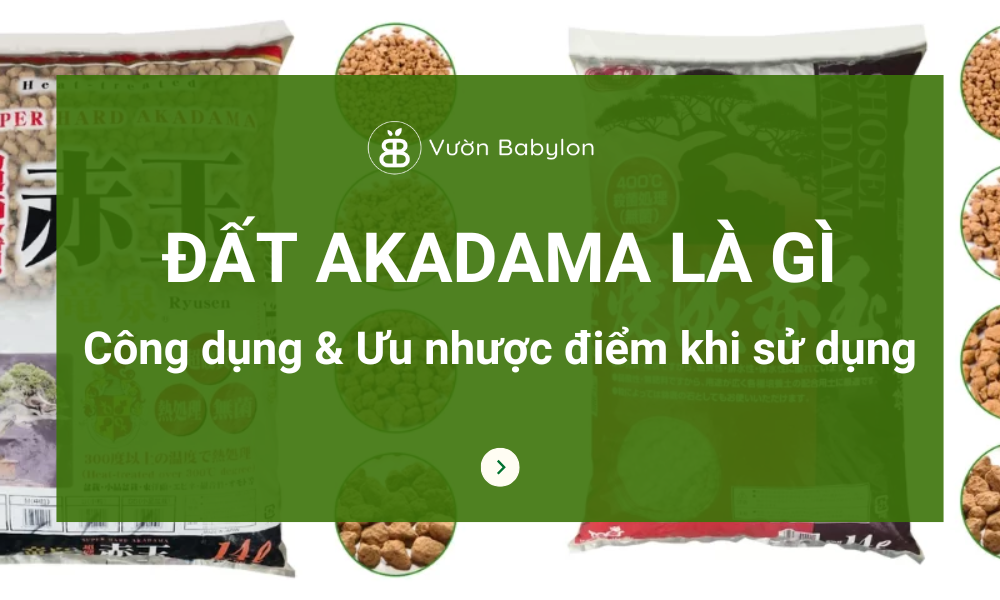 Dat Akadama 0
